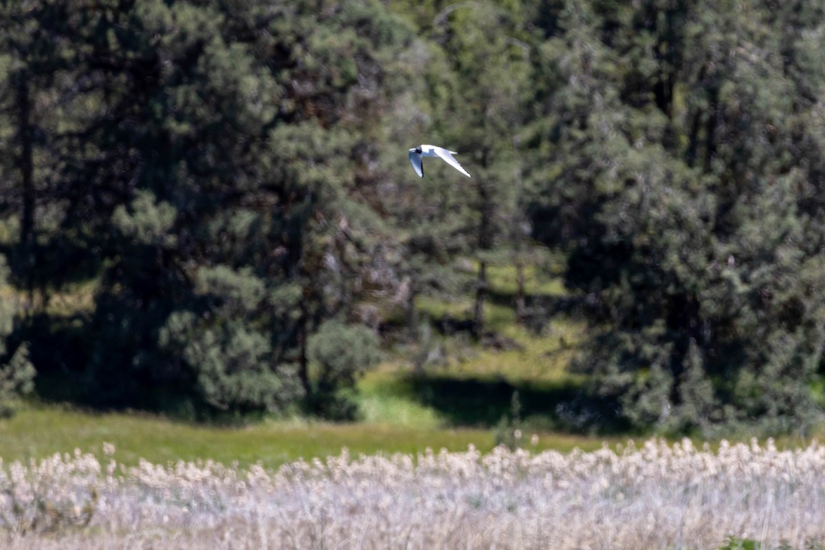 Mouette de Bonaparte - ML618870166