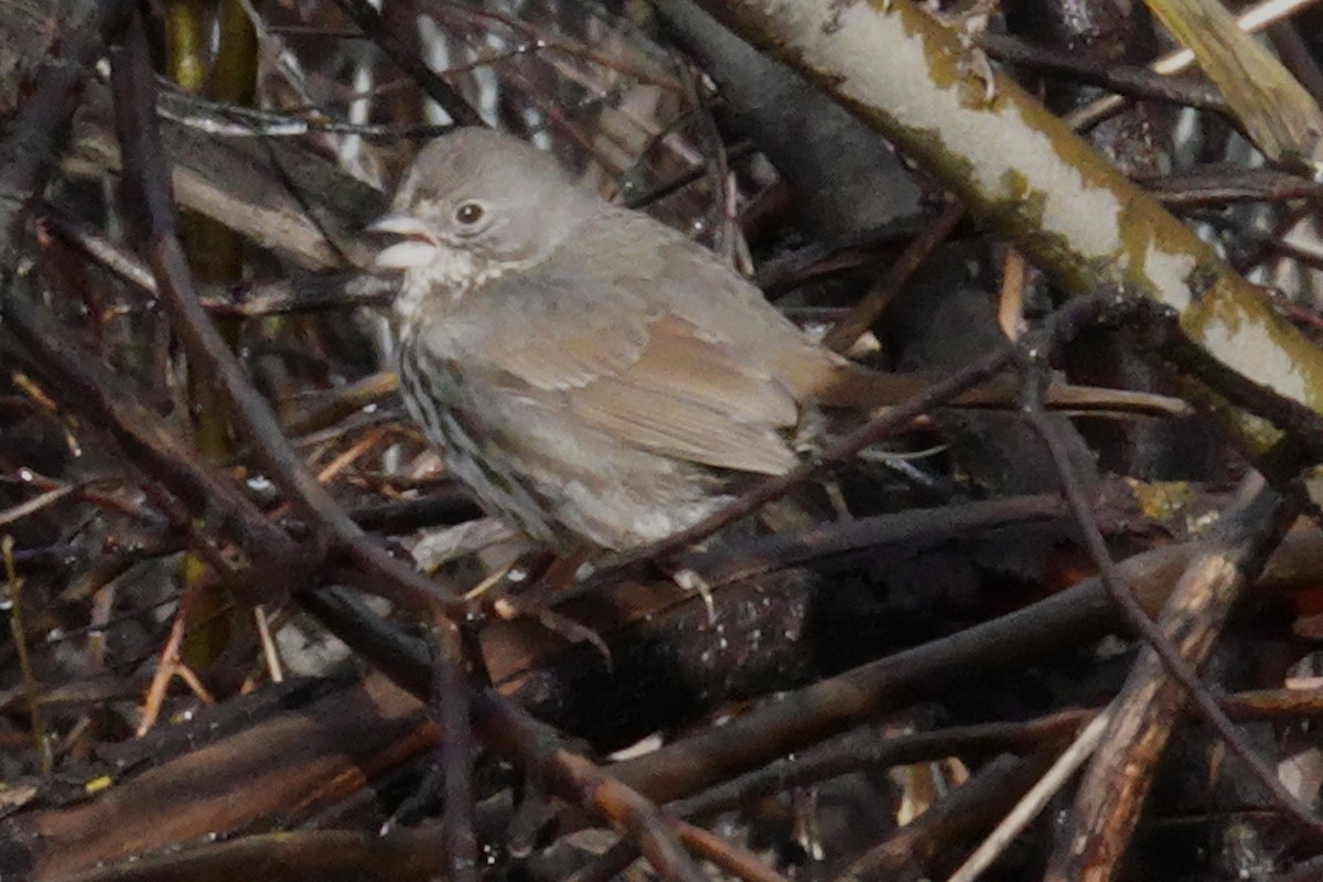 Fox Sparrow - ML618870178