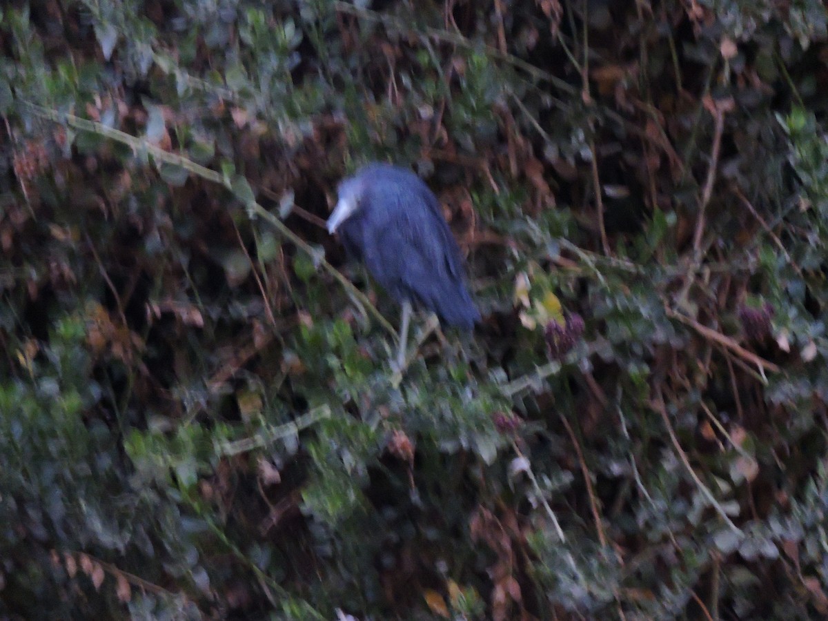 Little Blue Heron - Daniel Briceño