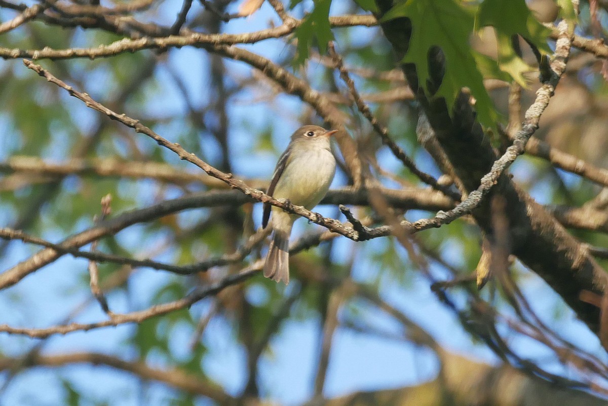 Least Flycatcher - Sandeep Biswas