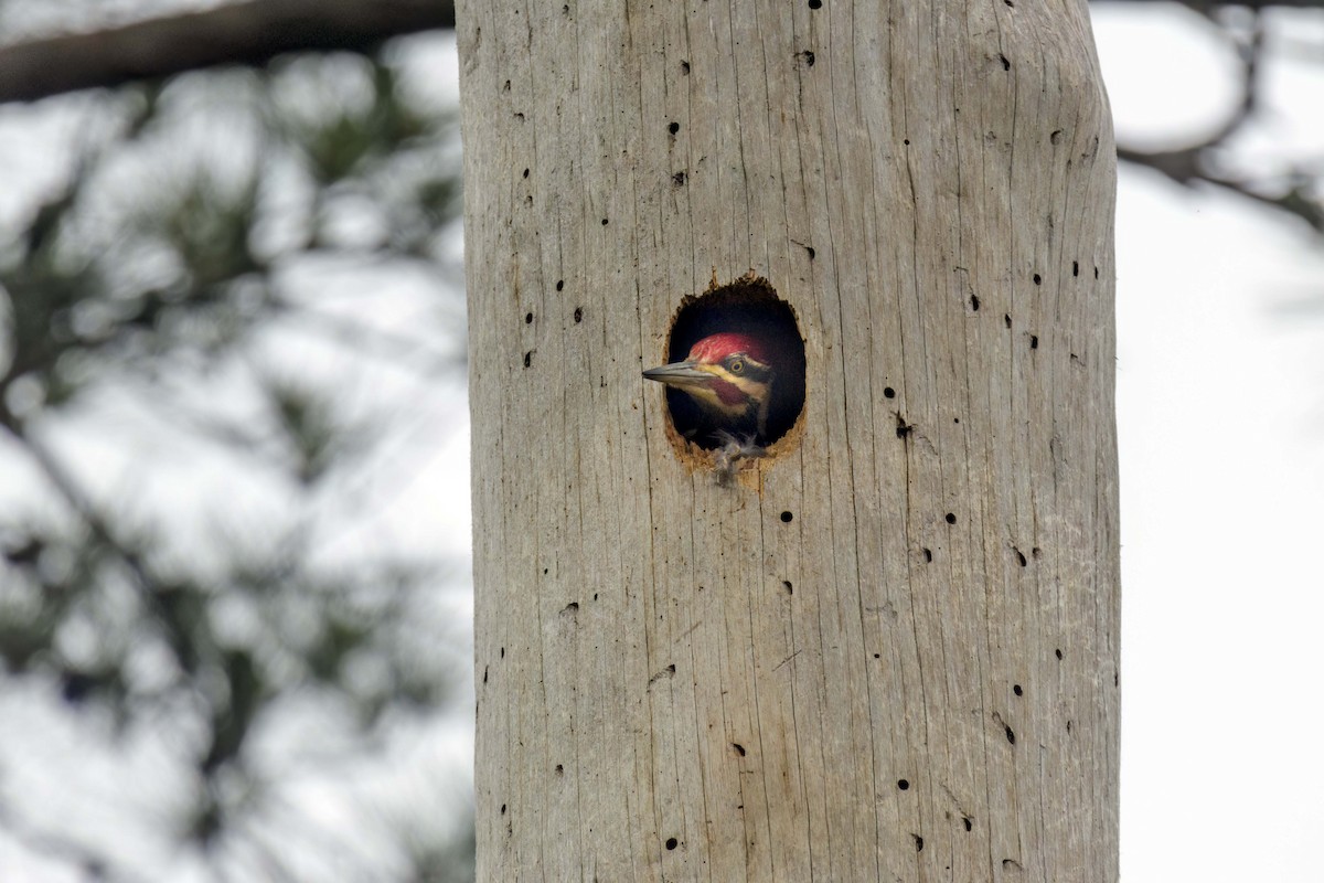 Pileated Woodpecker - Dennis Miller