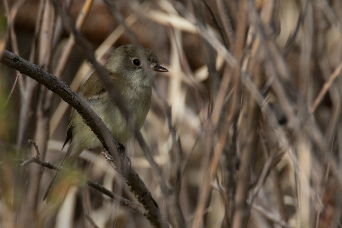 Least Flycatcher - ML618870210