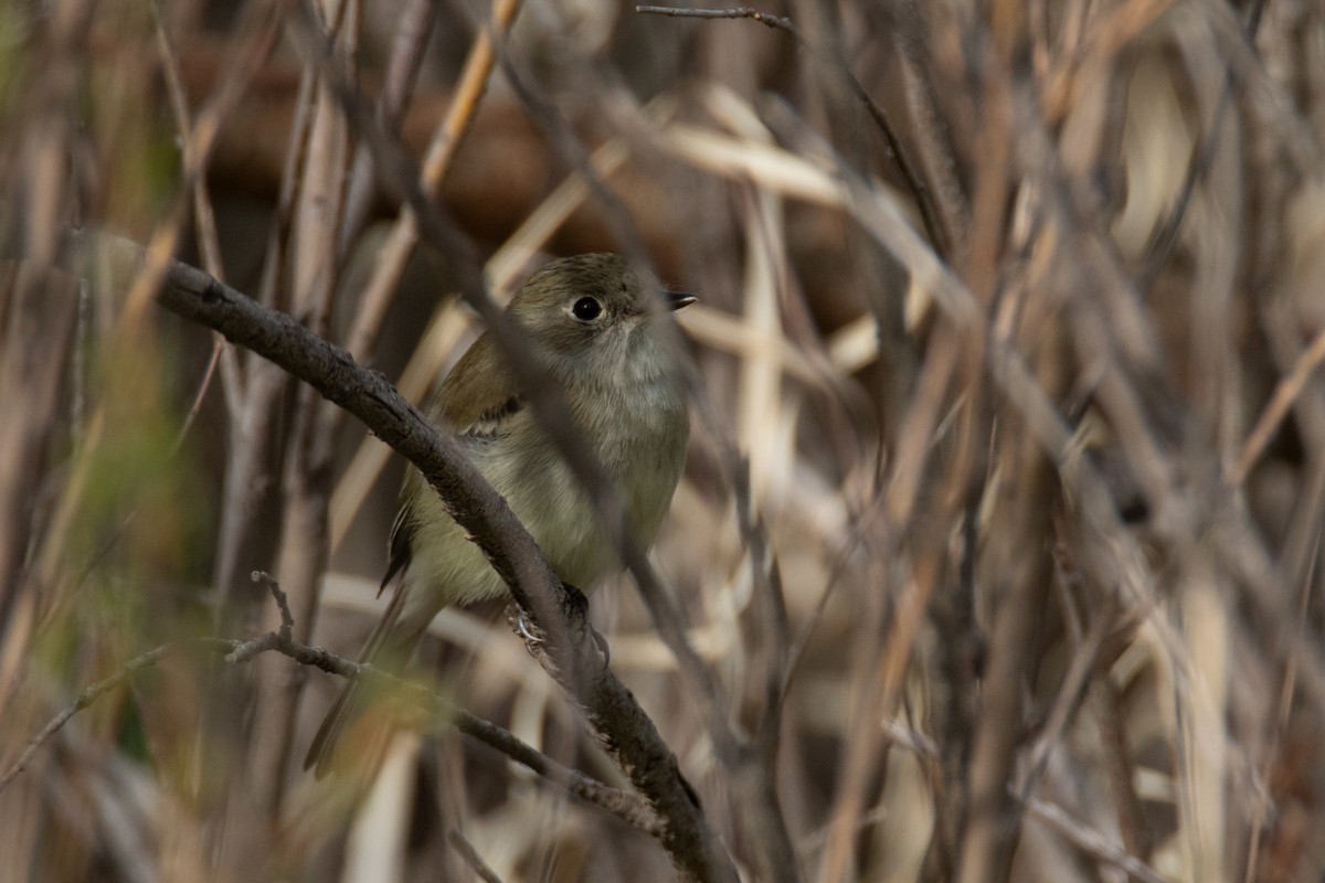 Least Flycatcher - Bryan Tarbox