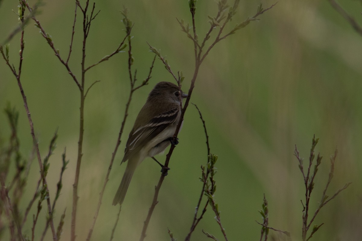 Least Flycatcher - ML618870217