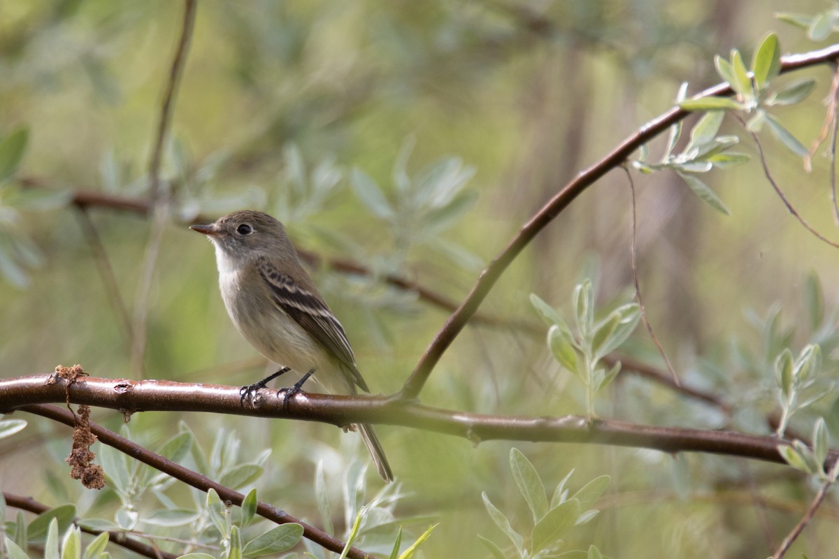 Least Flycatcher - Bryan Tarbox