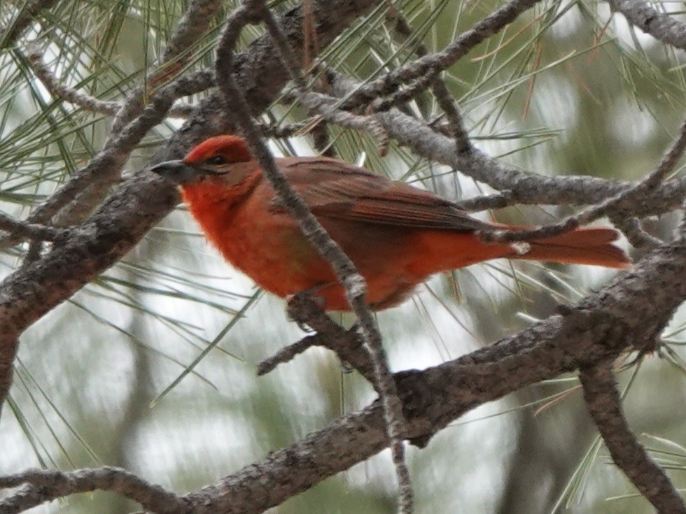 Hepatic Tanager - Kirsti Aamodt