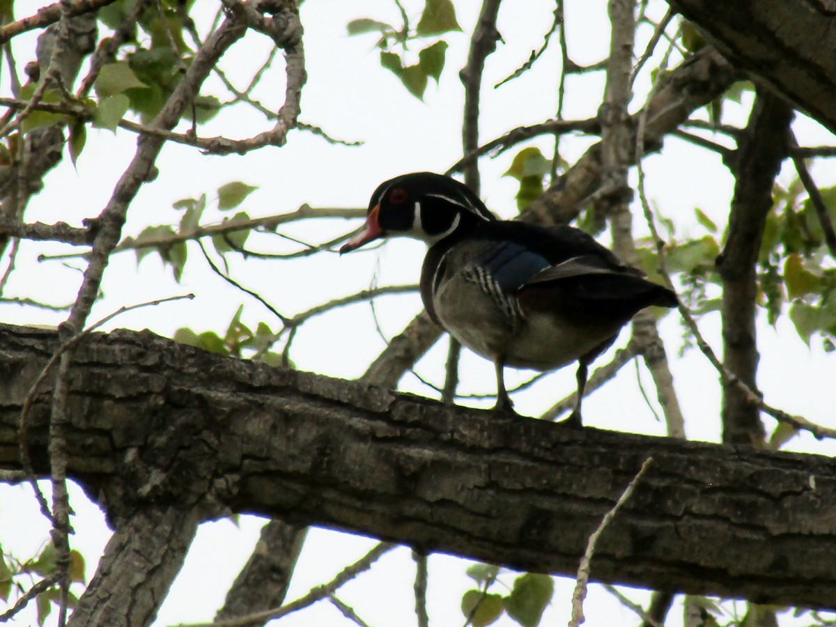 Wood Duck - ML618870227