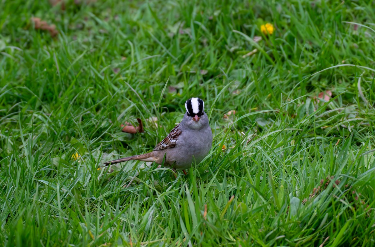 White-crowned Sparrow - Chantal St-Jean