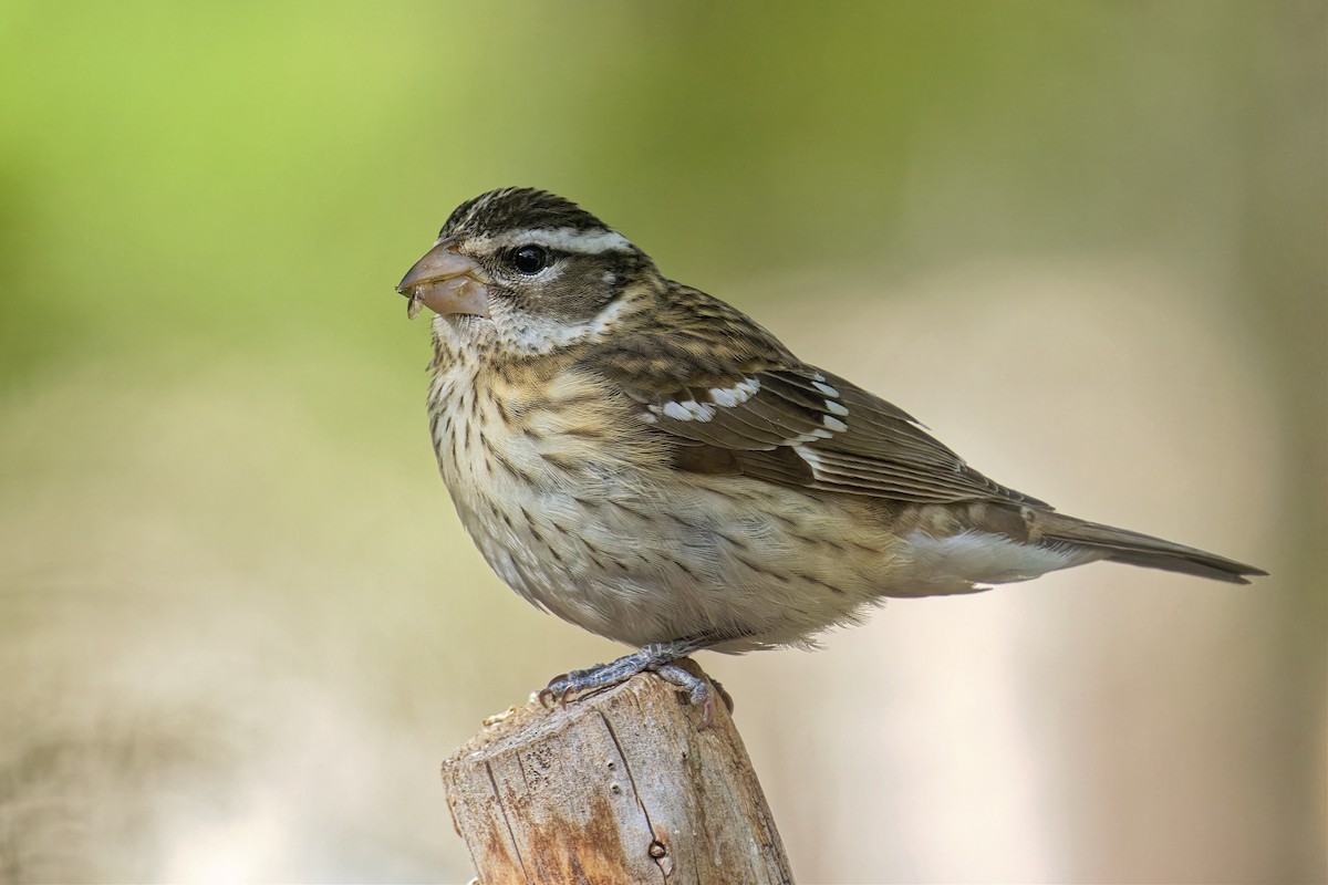 Rose-breasted Grosbeak - Bob Walker