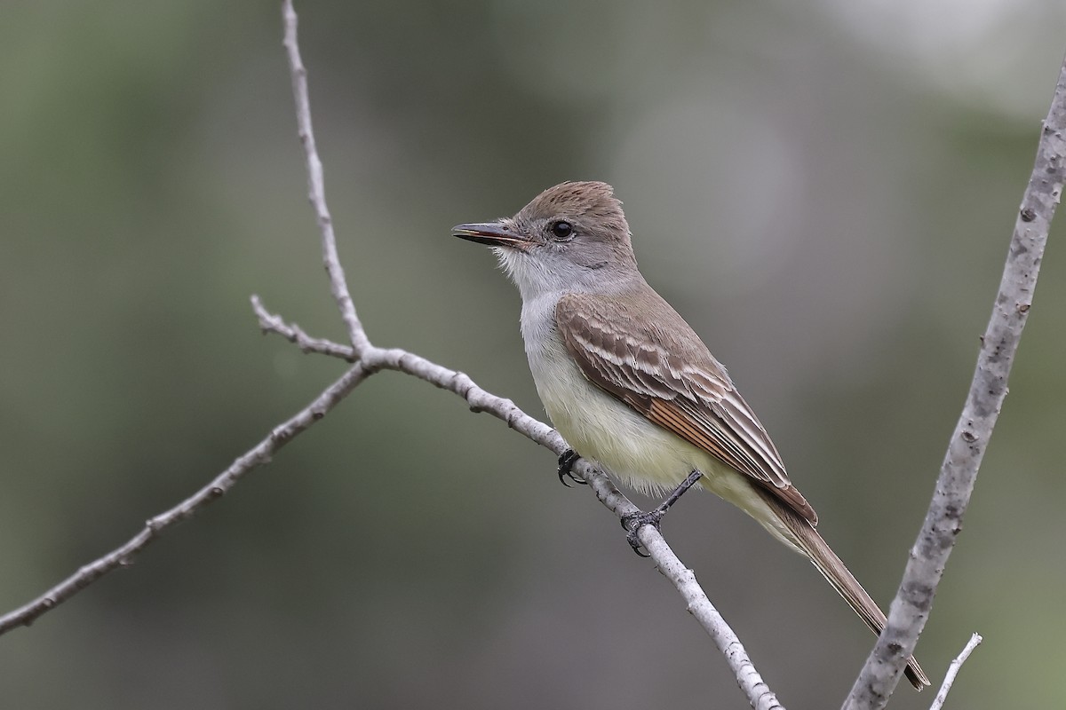 Ash-throated Flycatcher - Arman Moreno