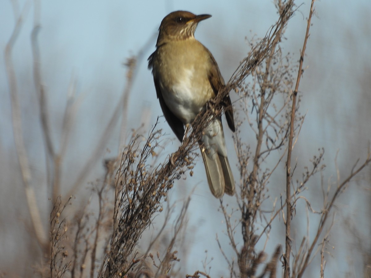 Creamy-bellied Thrush - ML618870247