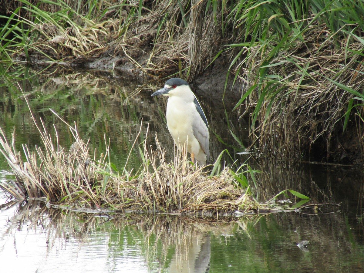 Black-crowned Night Heron - ML618870251