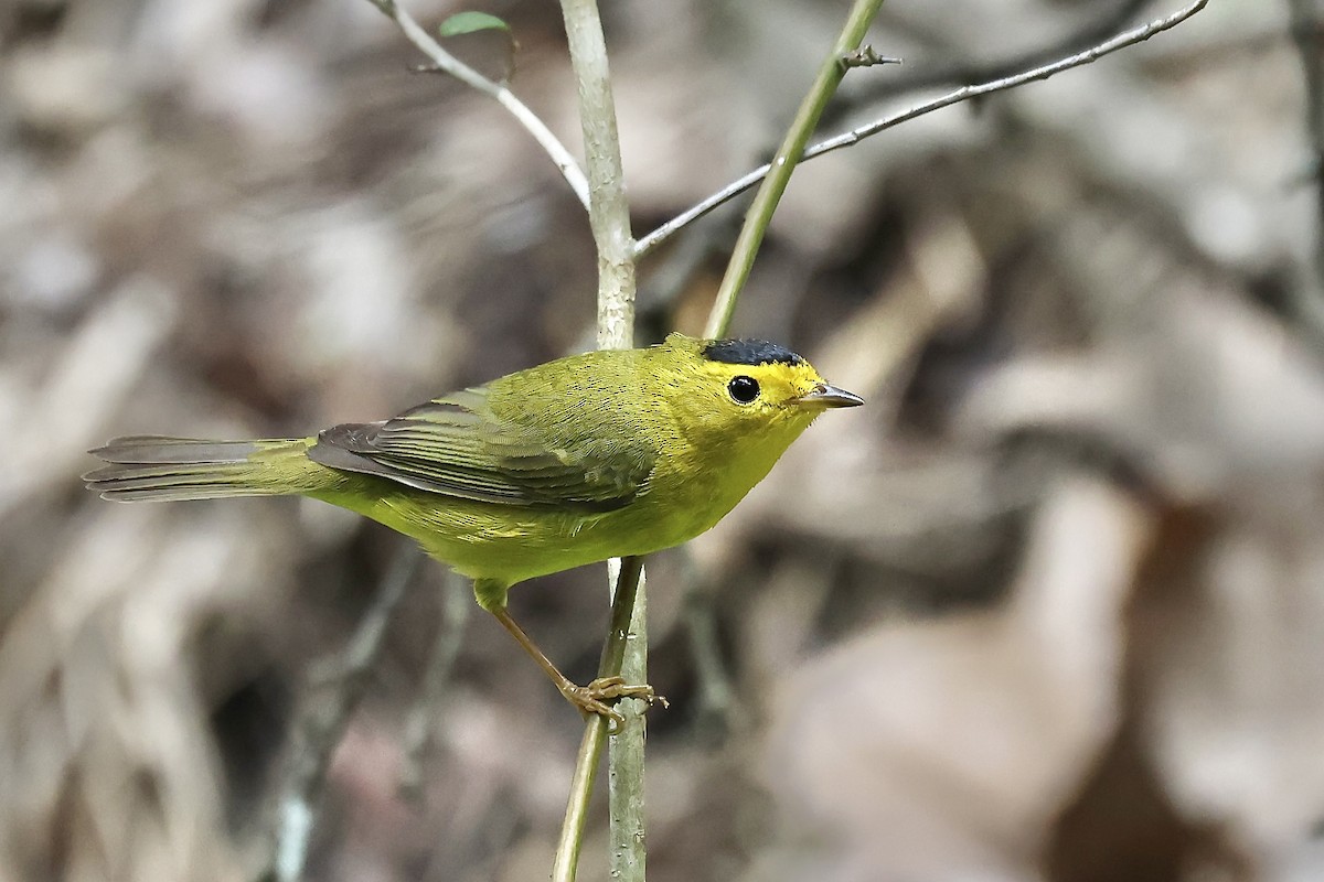 Wilson's Warbler - Arman Moreno