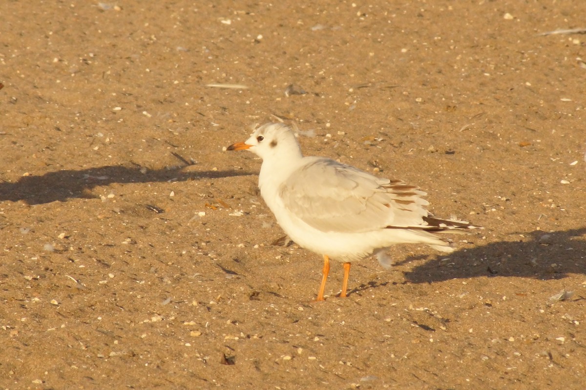 Brown-hooded Gull - Rodrigo Jorquera Gonzalez