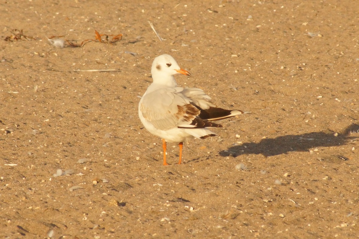 Brown-hooded Gull - Rodrigo Jorquera Gonzalez