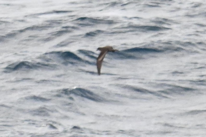 Bulwer's Petrel - Qin Huang