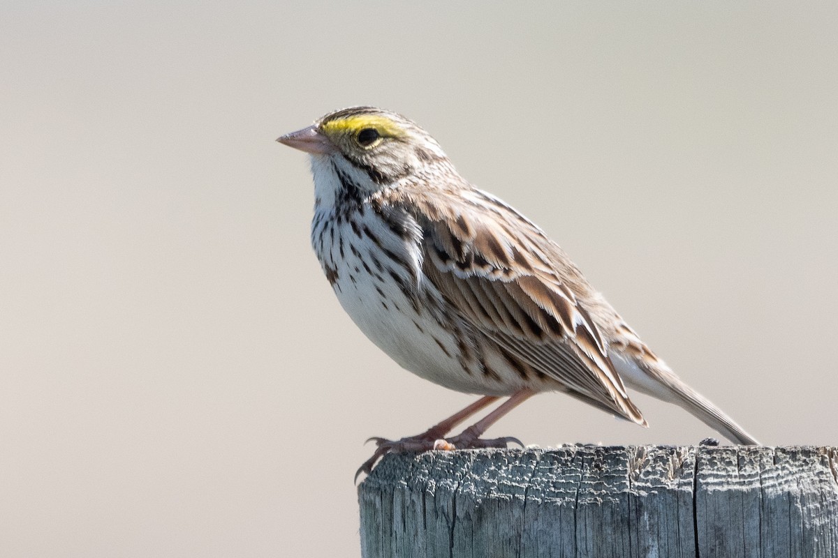 Savannah Sparrow - Peter North