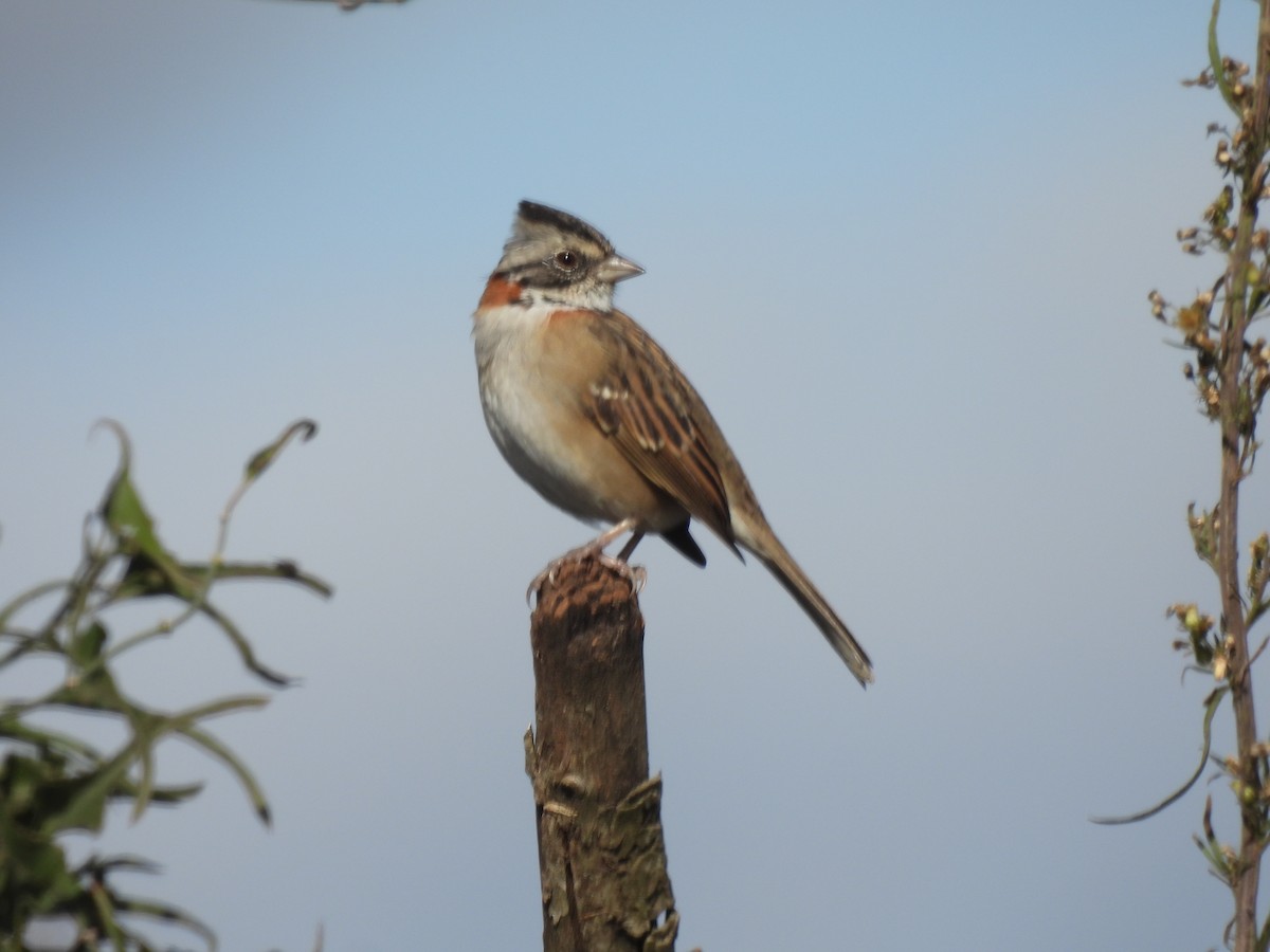 Rufous-collared Sparrow - ML618870274