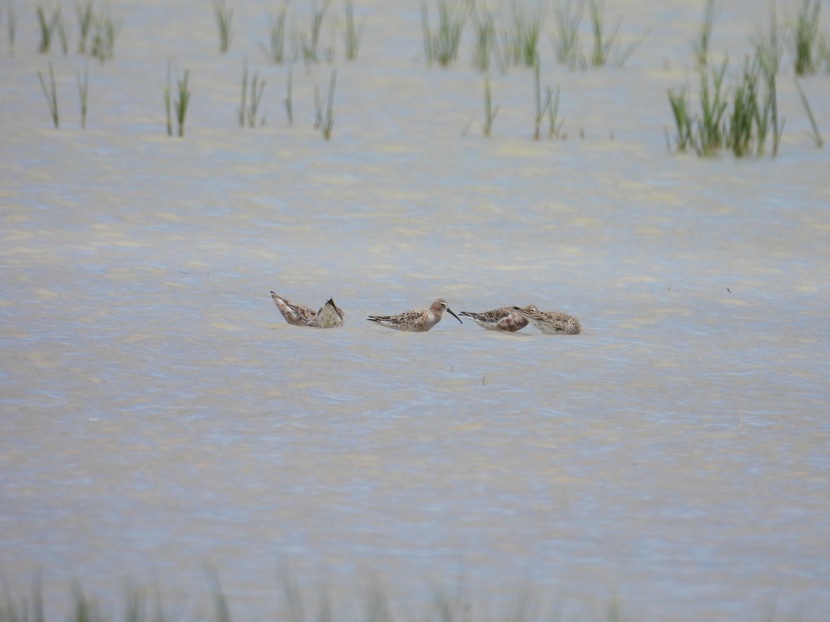 Curlew Sandpiper - Murat Akkaya