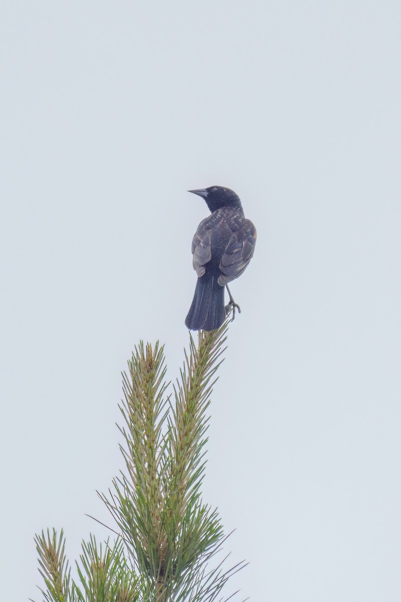 Red-winged Blackbird - Dennis Miller