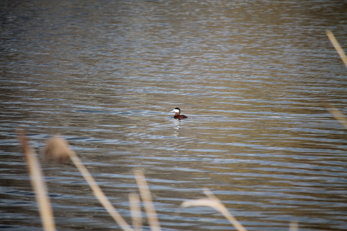 Ruddy Duck - Jennifer Evans