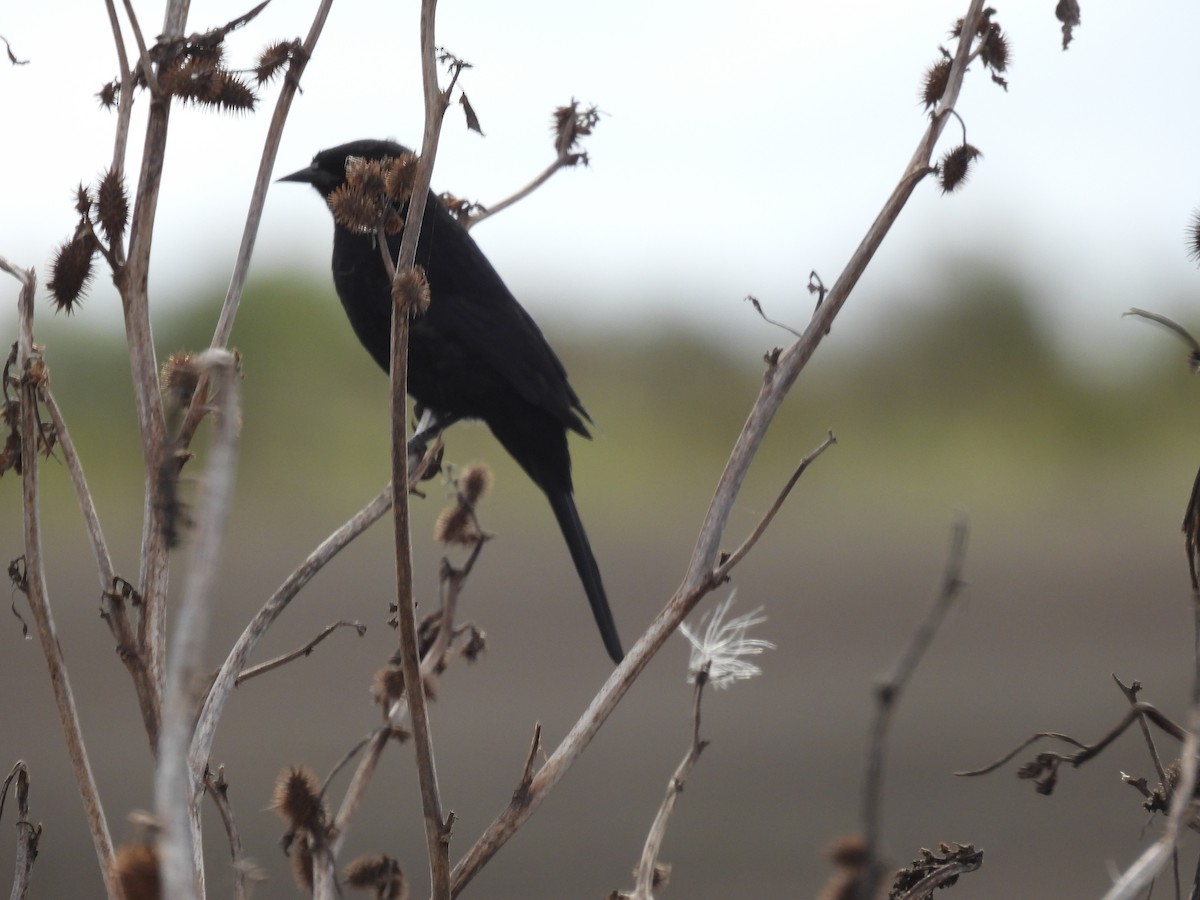 Variable Oriole - EDISON MATTEI