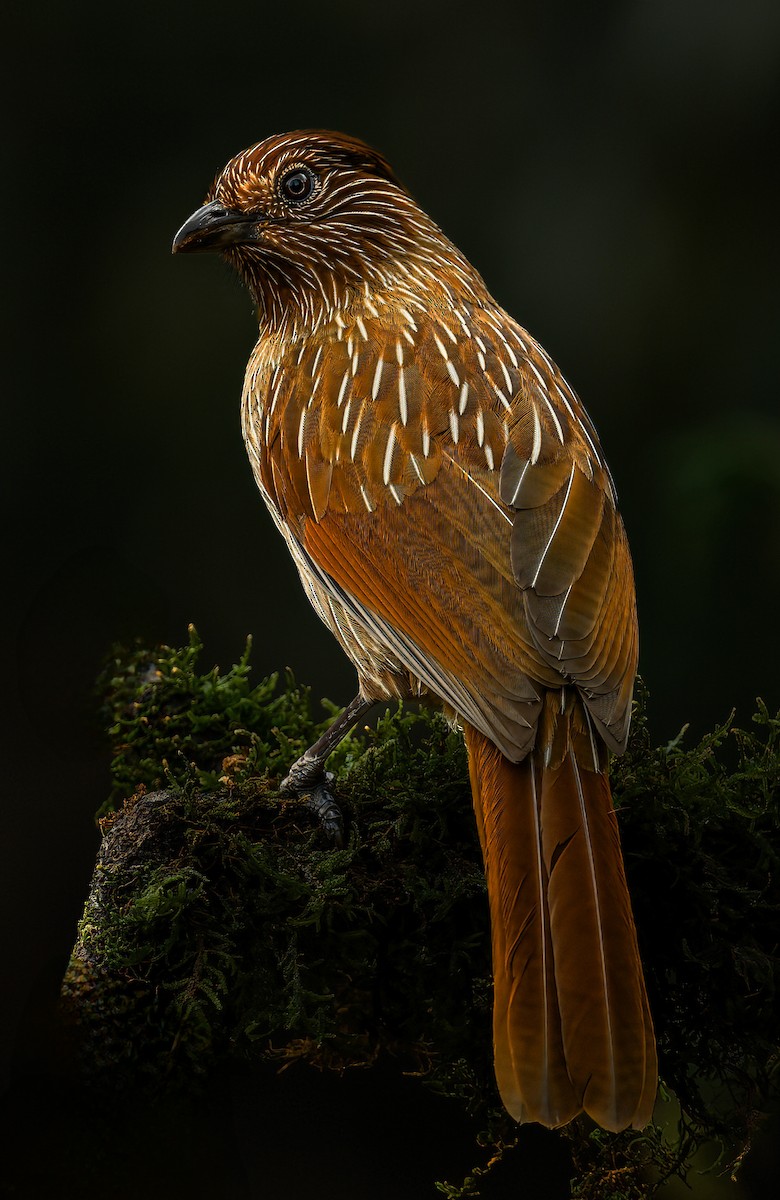 Striated Laughingthrush - ML618870302