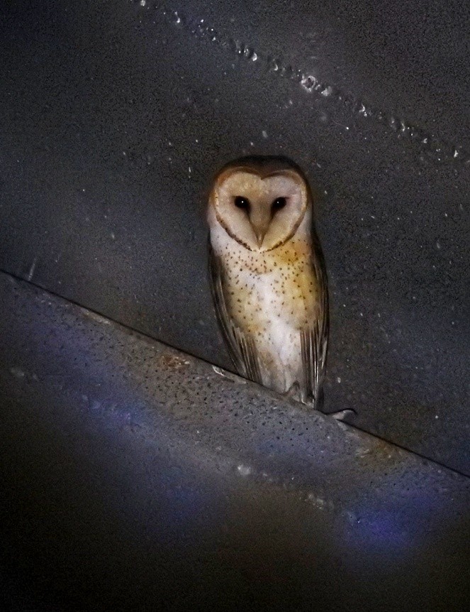 Barn Owl - fabian castillo