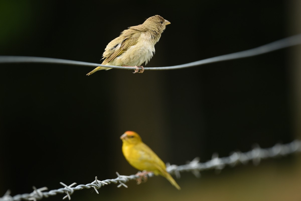 Orange-fronted Yellow-Finch - ML618870305