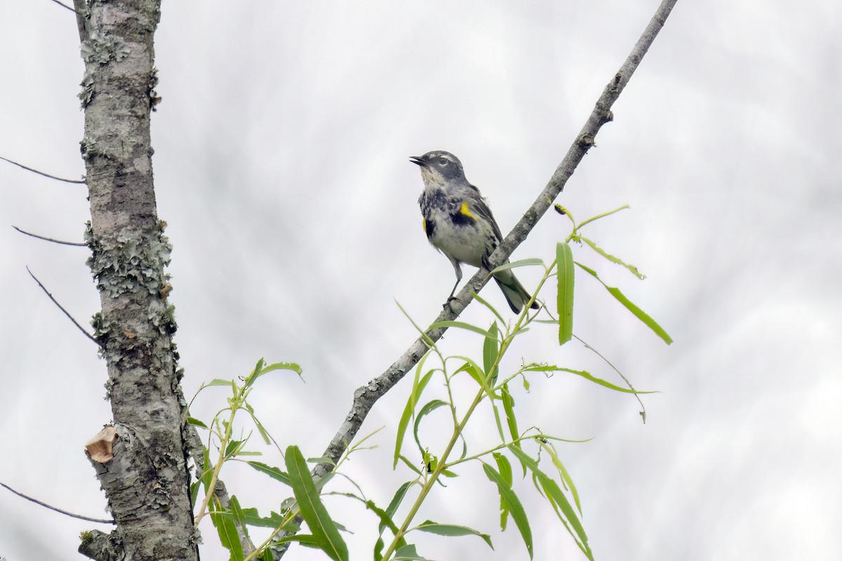 Yellow-rumped Warbler - Dennis Miller