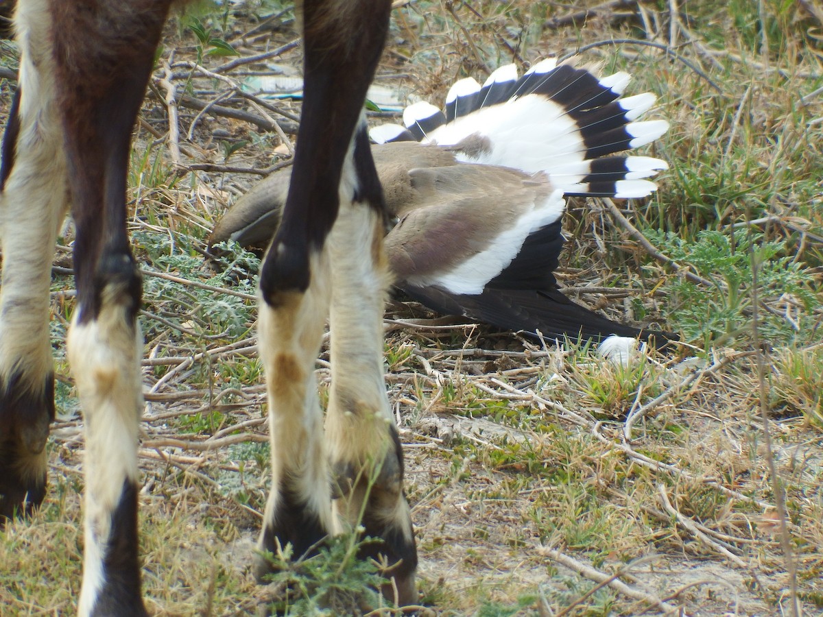 Red-wattled Lapwing - ML618870340