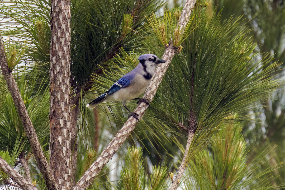 Blue Jay - Dennis Miller