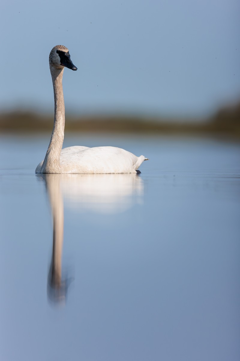 Trumpeter Swan - Evan Pak