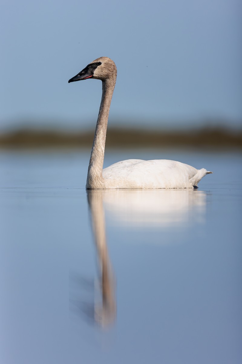 Trumpeter Swan - Evan Pak