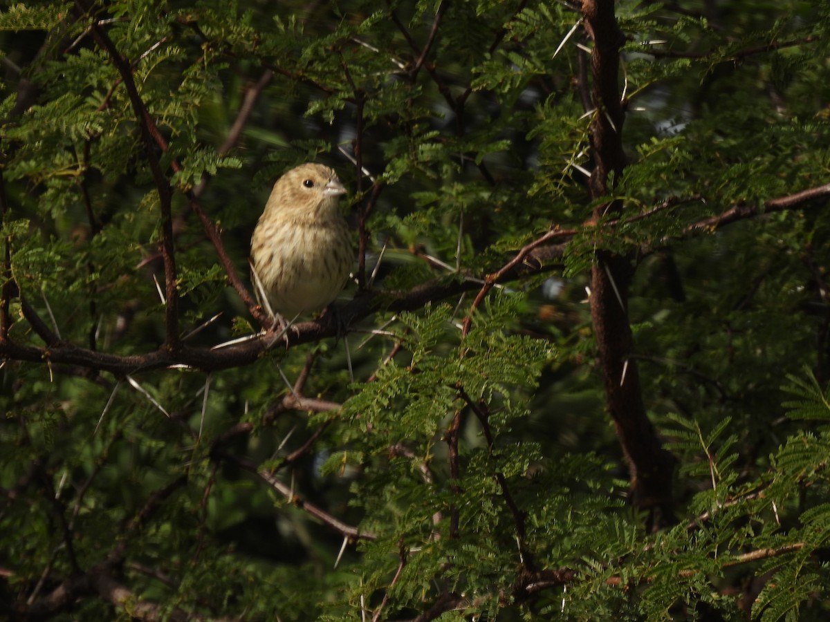 Saffron Finch - ML618870349