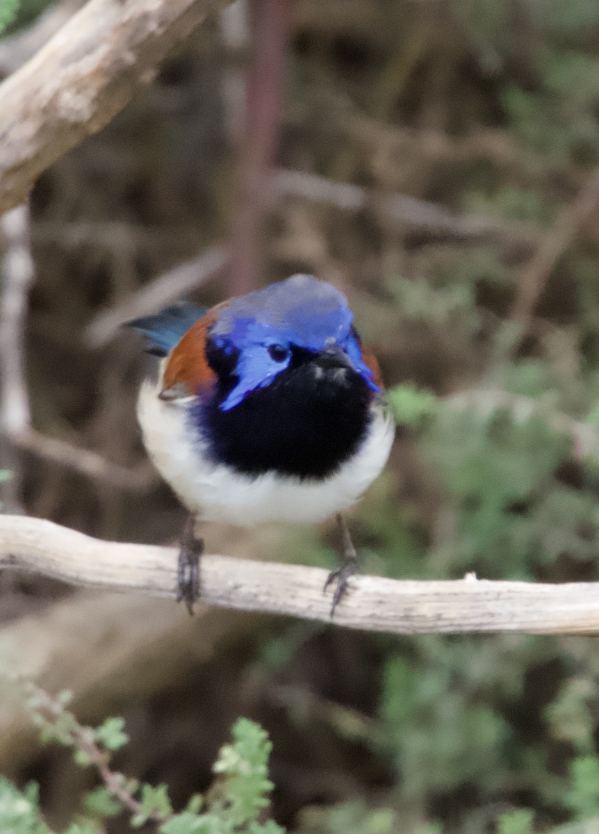 Purple-backed Fairywren - Yvonne van Netten