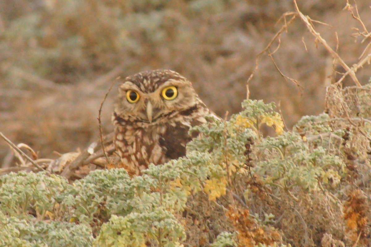 Burrowing Owl - Rodrigo Jorquera Gonzalez