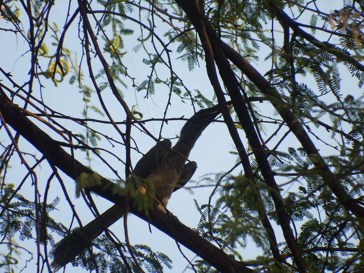 Indian Gray Hornbill - Hisham Muhammed