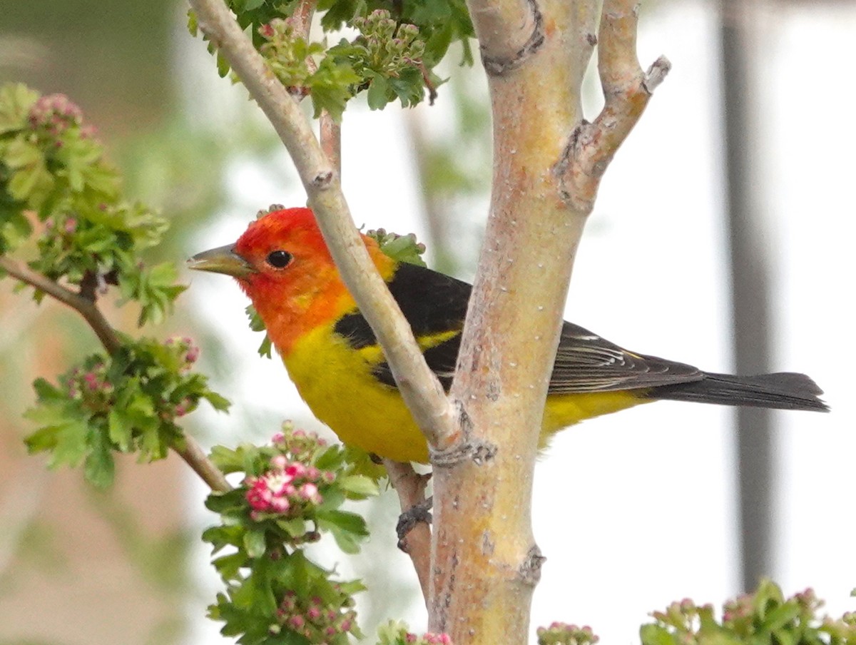 Western Tanager - Thomas Jackman