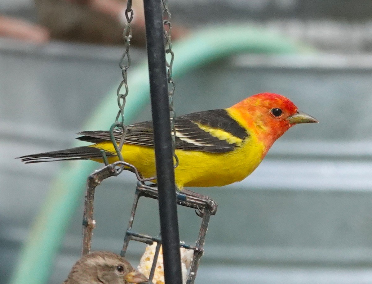 Western Tanager - Thomas Jackman