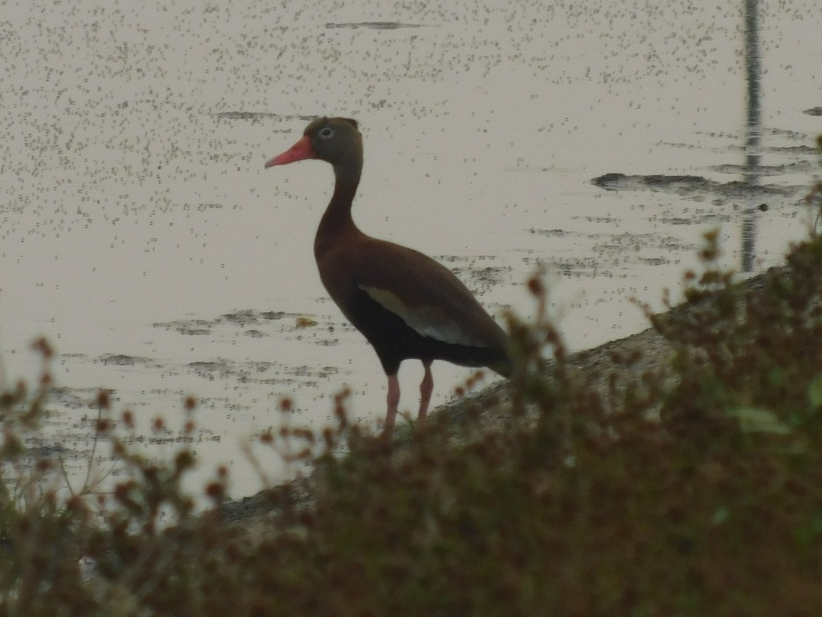 Black-bellied Whistling-Duck - Cenaida Moncada