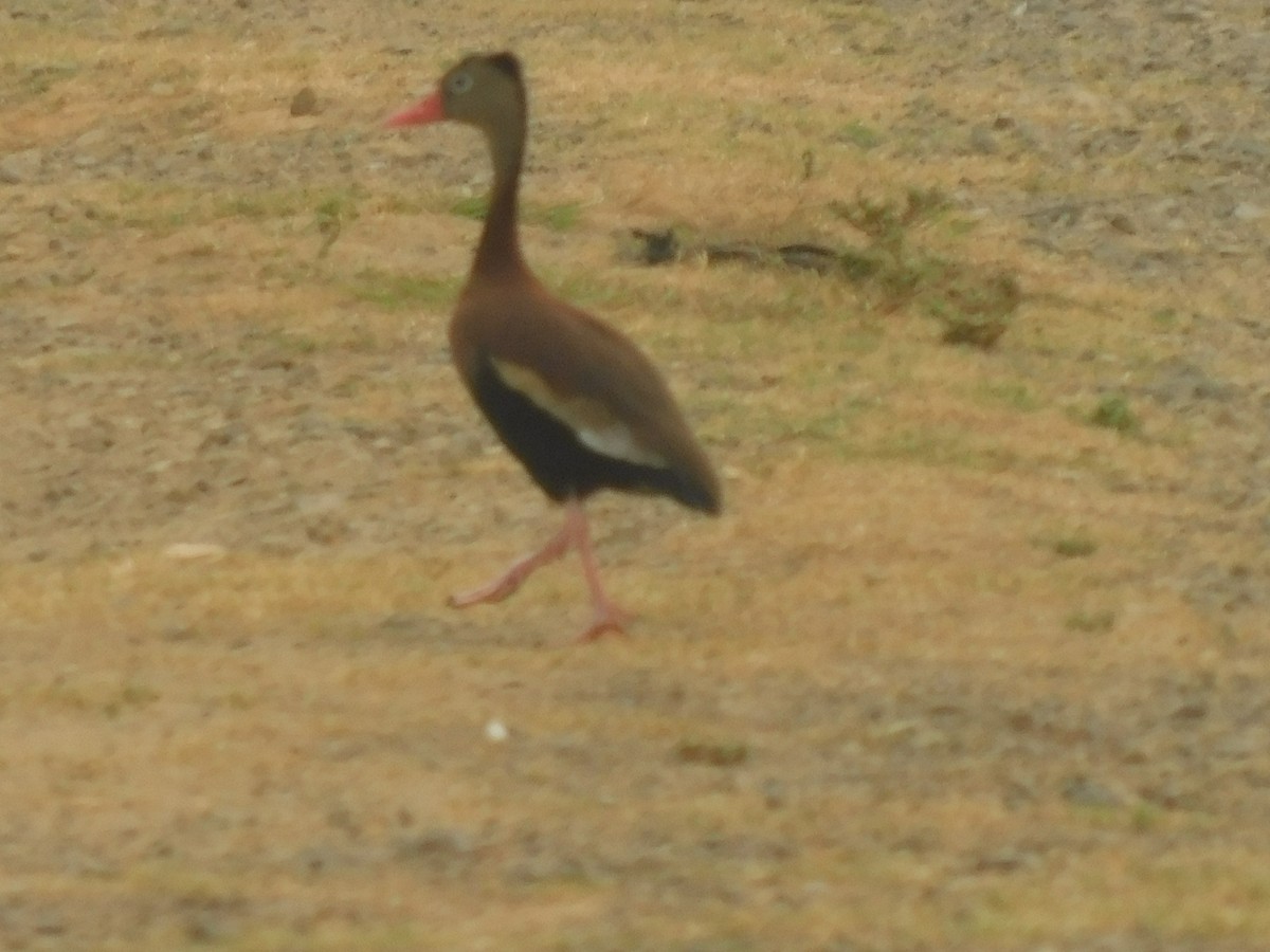 Black-bellied Whistling-Duck - Cenaida Moncada