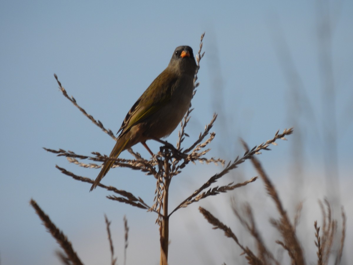 Great Pampa-Finch - ML618870392