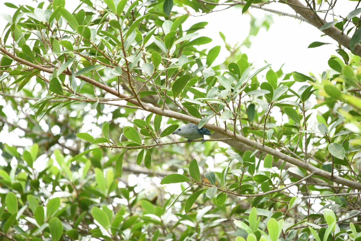 Blue-gray Tanager - ML618870398