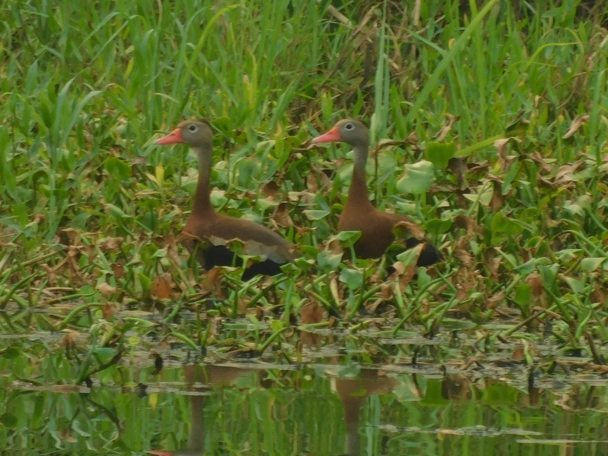 Black-bellied Whistling-Duck - Cenaida Moncada