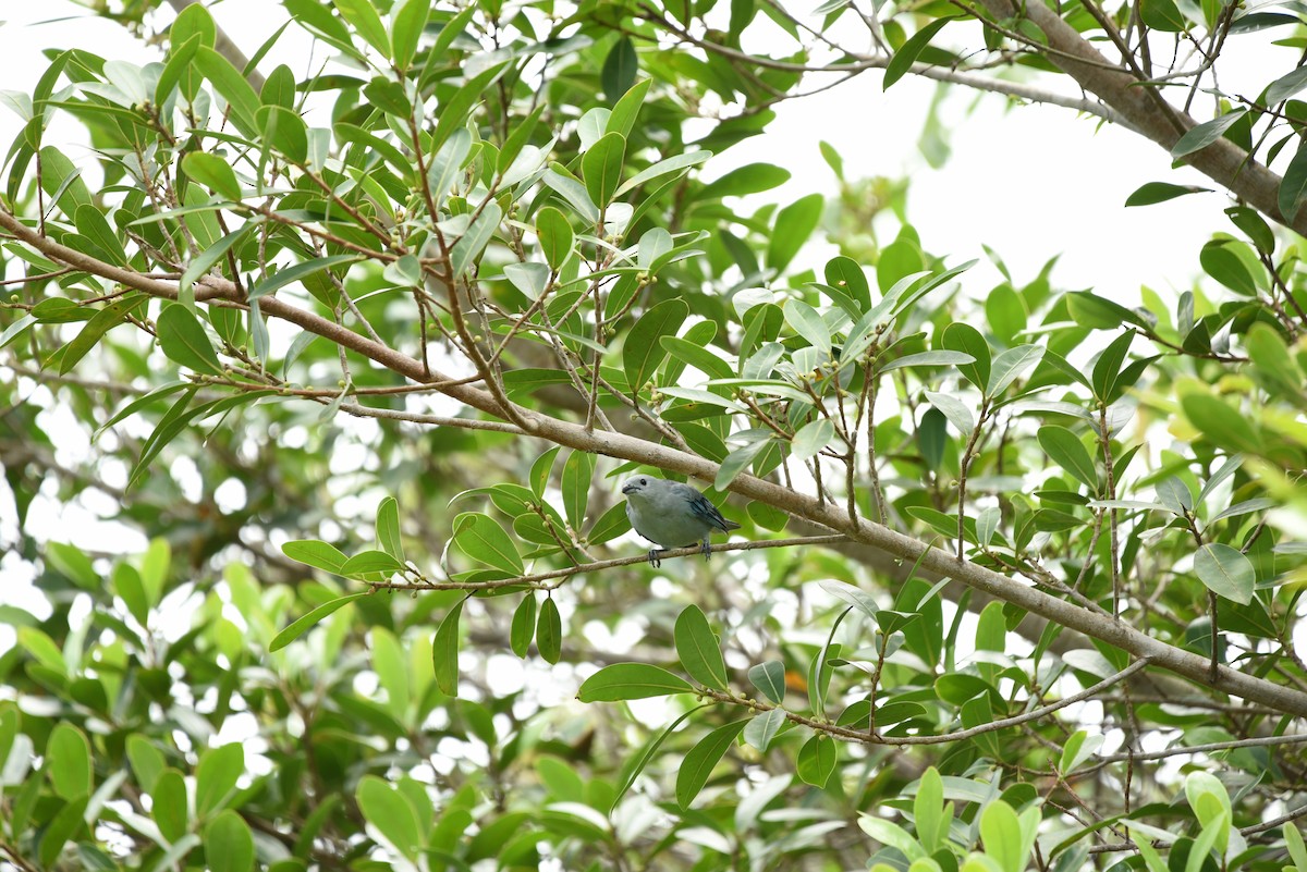 Blue-gray Tanager - ML618870400