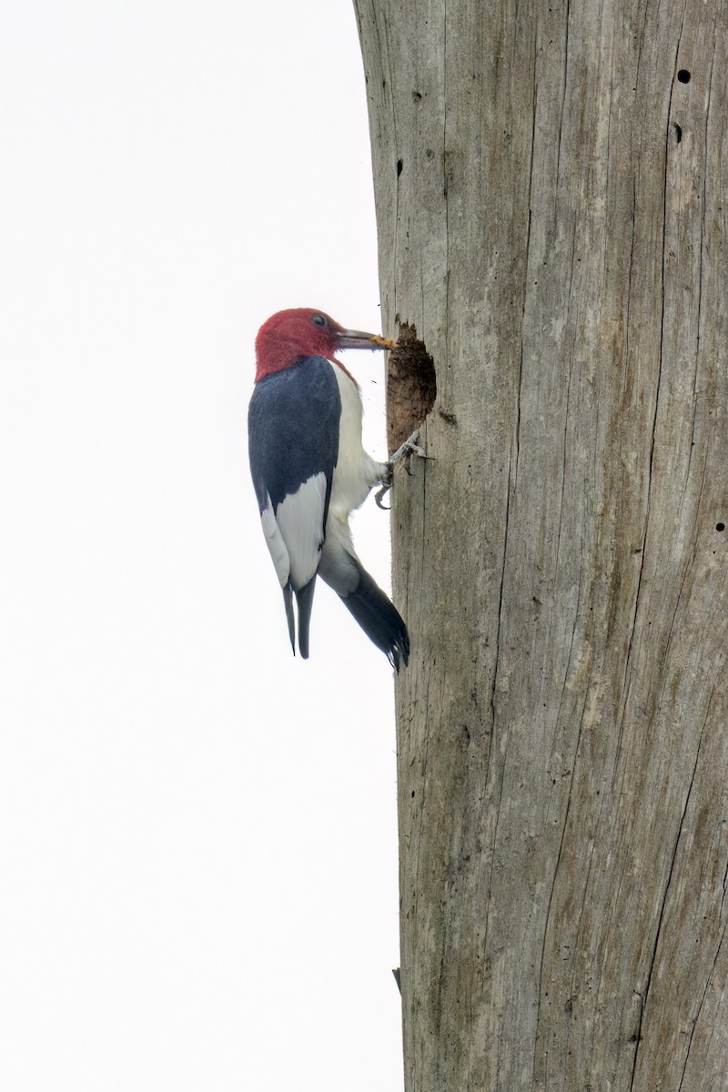 Red-headed Woodpecker - Dennis Miller