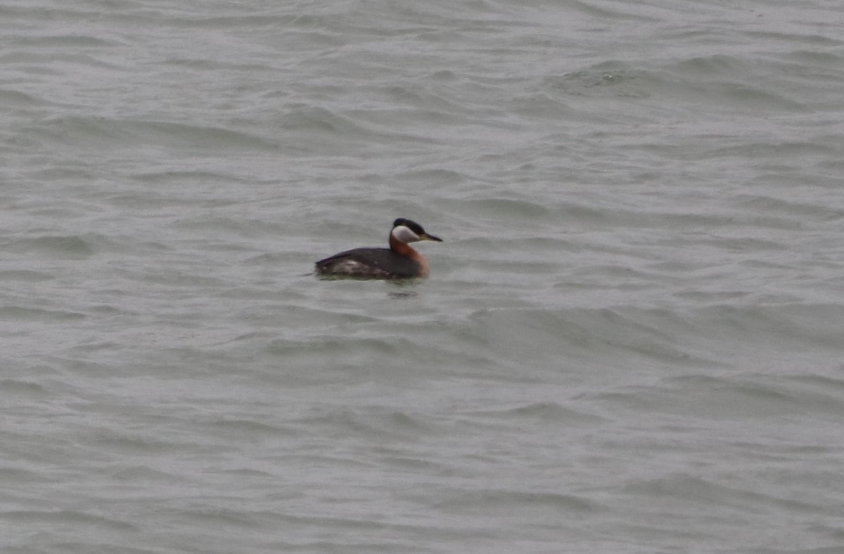 Red-necked Grebe - ML618870420