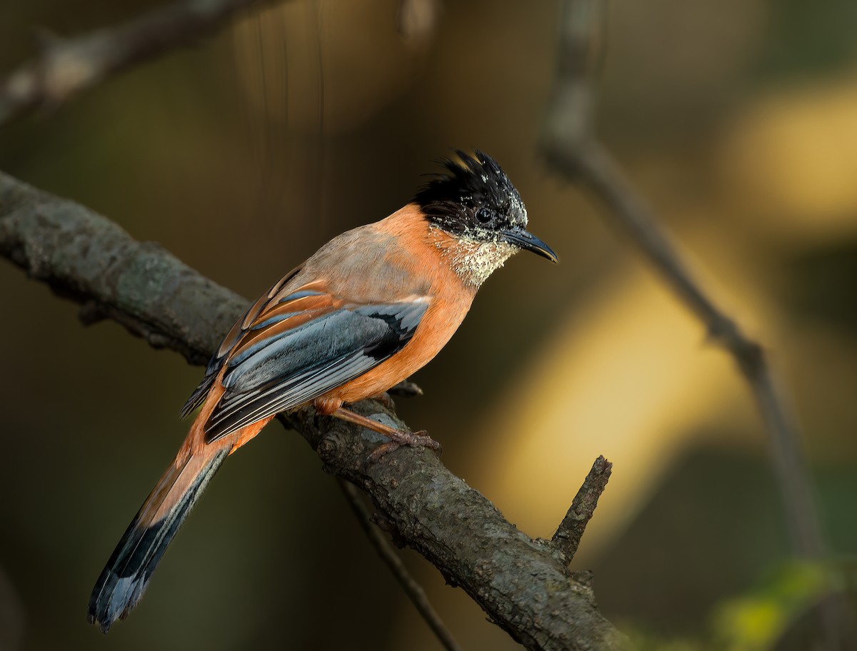 Rufous Sibia - ML618870422