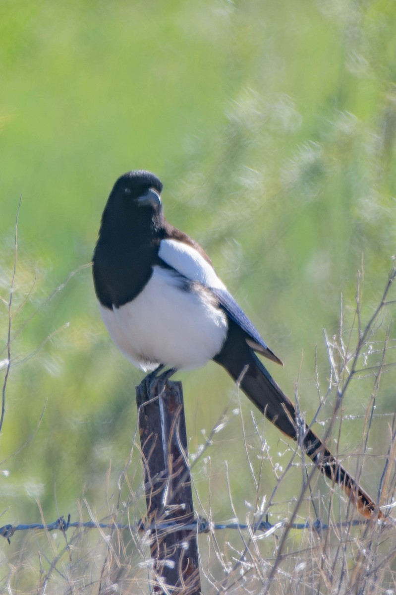 Black-billed Magpie - Gregg McClain